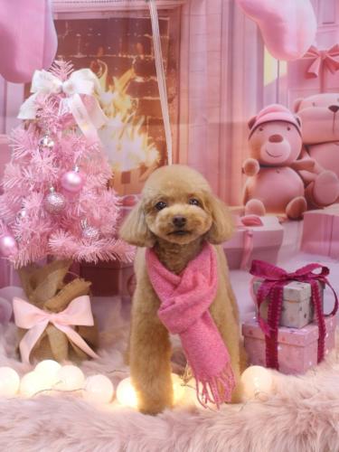 20241201ララちゃん